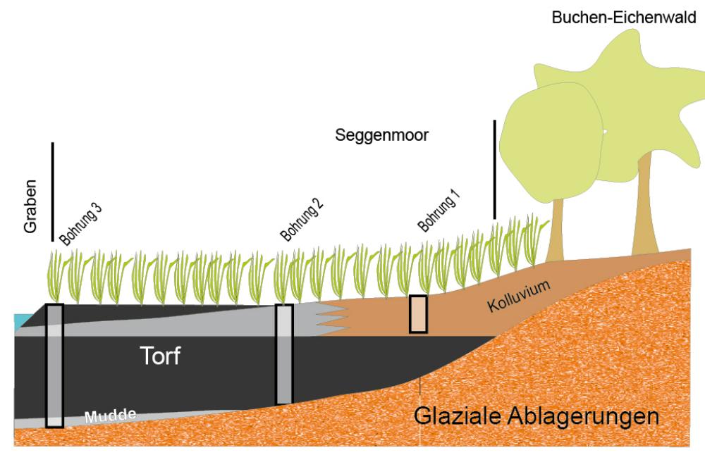 Abb. 36: Typische randliche Überlagerung der Niederungs-Torfe durch Kolluvium, hier vom Schweinebuchtenberg kommend (Zeichnung Christoph Kunkel) Abb. 36: Typische randliche Überlagerung der Niederungs-Torfe durch Kolluvium, hier vom Schweinebuchtenberg kommend (Zeichnung Christoph Kunkel)