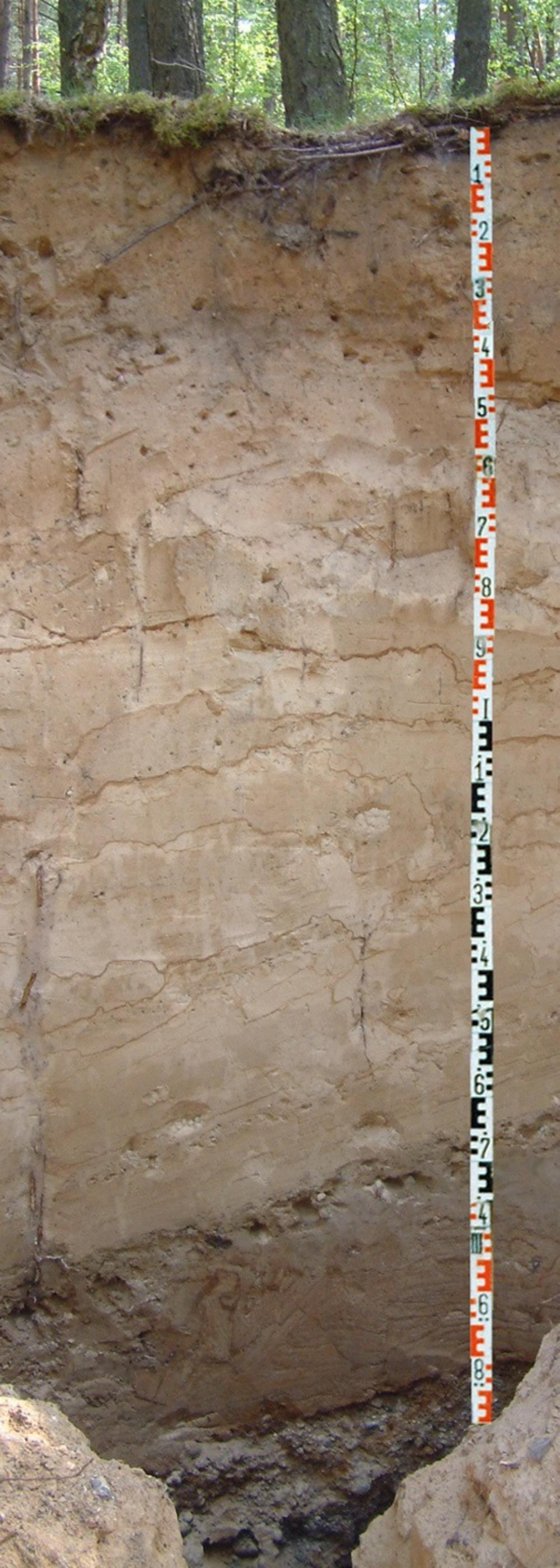 Abb. 34: Grobe Kiese aus dem Kern des Schweinebuchtenberg-Kames unter einer feineren periglazialen Decke (vermutlich mit äolischem Sand), oben die Reste einer gekappten Braunerde , Foto: Sixten Bussemer Abb. 34: Grobe Kiese aus dem Kern des Schweinebuchtenberg-Kames unter einer feineren periglazialen Decke (vermutlich mit äolischem Sand), oben die Reste einer gekappten Braunerde