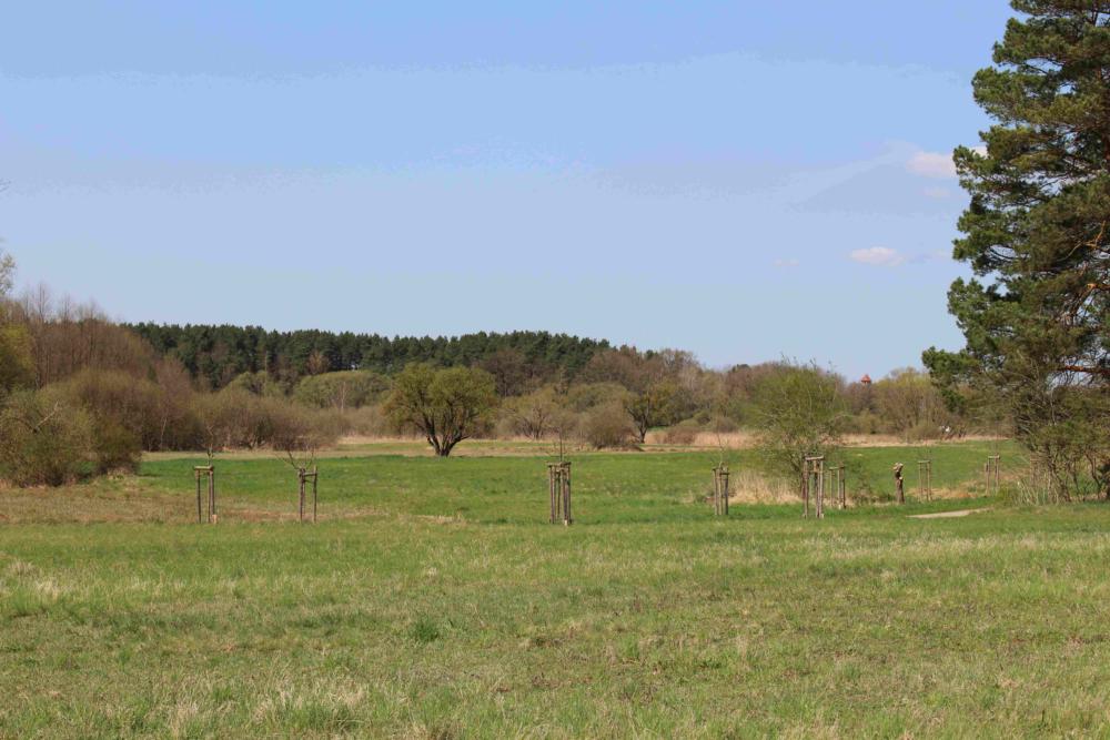 Abb. 31: Blick über die heterogenen Bürgerwiesen auf die kiefernbestandenen Schweinebuchtenberge mit dem Aussichtsturm Schlossberg im Hintergrund , Foto: Sixten Bussemer Abb. 31: Blick über die heterogenen Bürgerwiesen auf die kiefernbestandenen Schweinebuchtenberge mit dem Aussichtsturm Schlossberg im Hintergrund