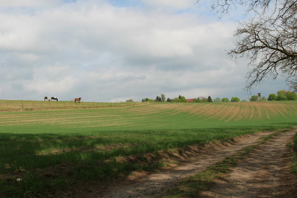 Abb. 20: Bodenerosion oberhalb des Wehrmühlenwegs