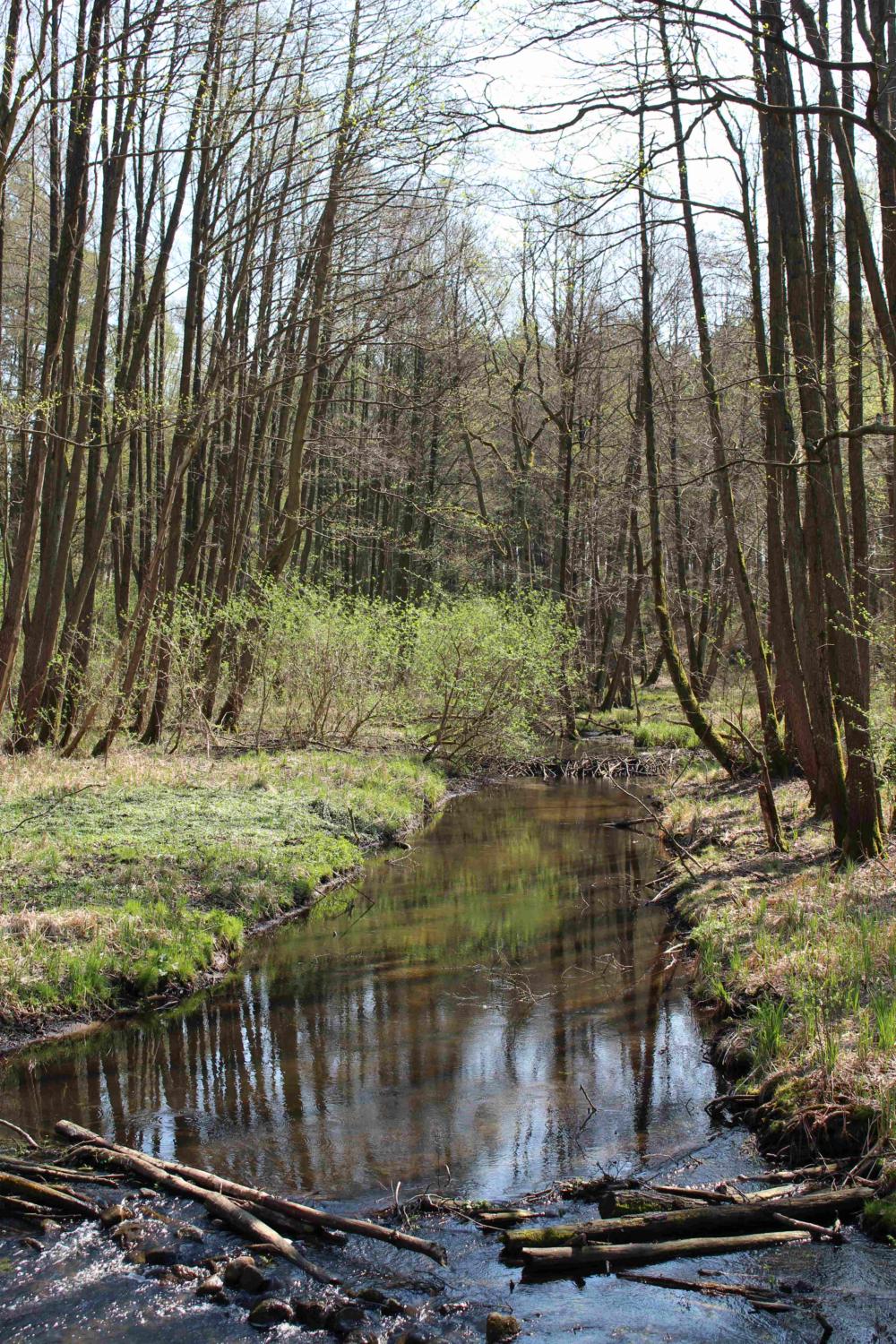 Abb. 33: Bruchwald des Pfauenfließes von der Brücke des Radwanderweges