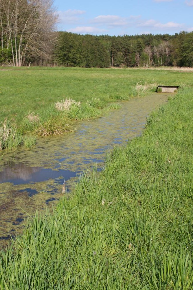 Abb. 9: Langsam zuwachsender Graben nördlich der Wehrmühle