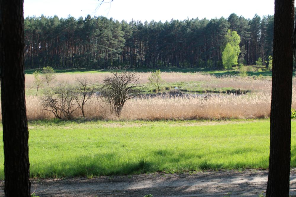 Abb. 11: Schwarzer See aus dem Kiefernwald der benachbarten Düne