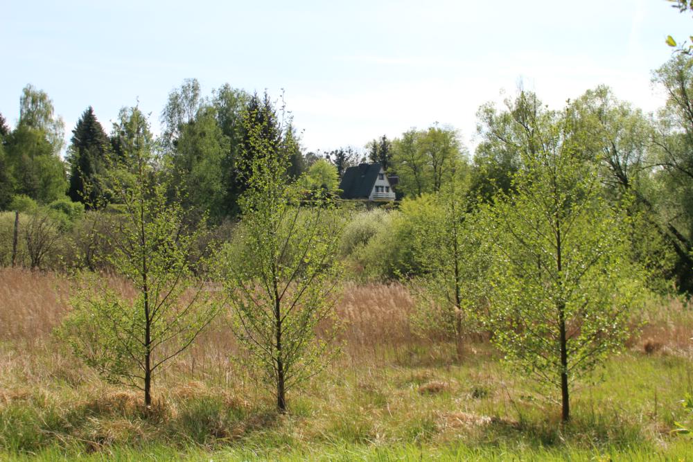 Abb. 28: Südstufe des Beckens mit Häusern des Wullwinkels darauf mit jungem Erlengebüsch im Vordergrund